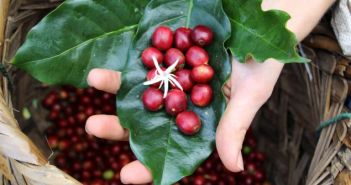 Der Preis für Fairtrade-Kaffee steigt (Foto: AdobeStock - piberger 64933947)